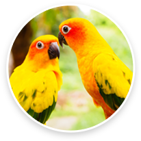 Animal Eye Specialty Center Bird Care