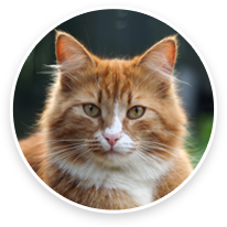 Animal Eye Specialty Center Cat Health