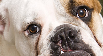 Animal Eye Specialty Center Canine Eye Certification Exam