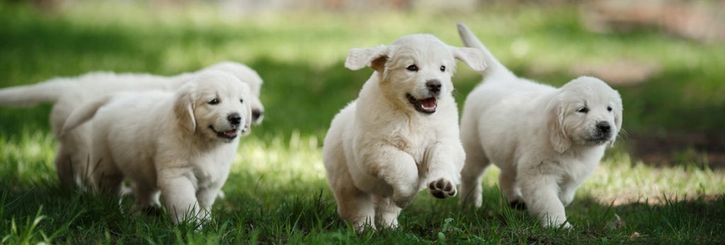 Animal Eye Specialty Center | Animal Eye Care | Andover MN Animal Eye Specialty Center | Animal Eye Care | Andover MN